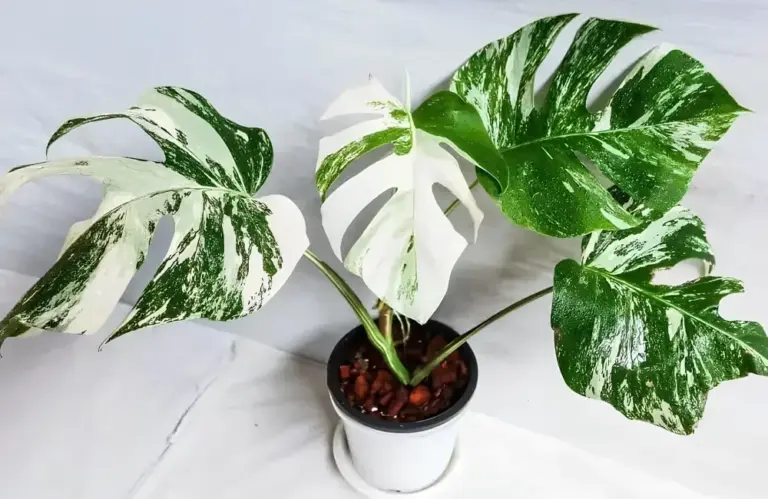 Kỹ Thuật Trồng Monstera Borsigiana Albo Cấy Mô Đúng Cách