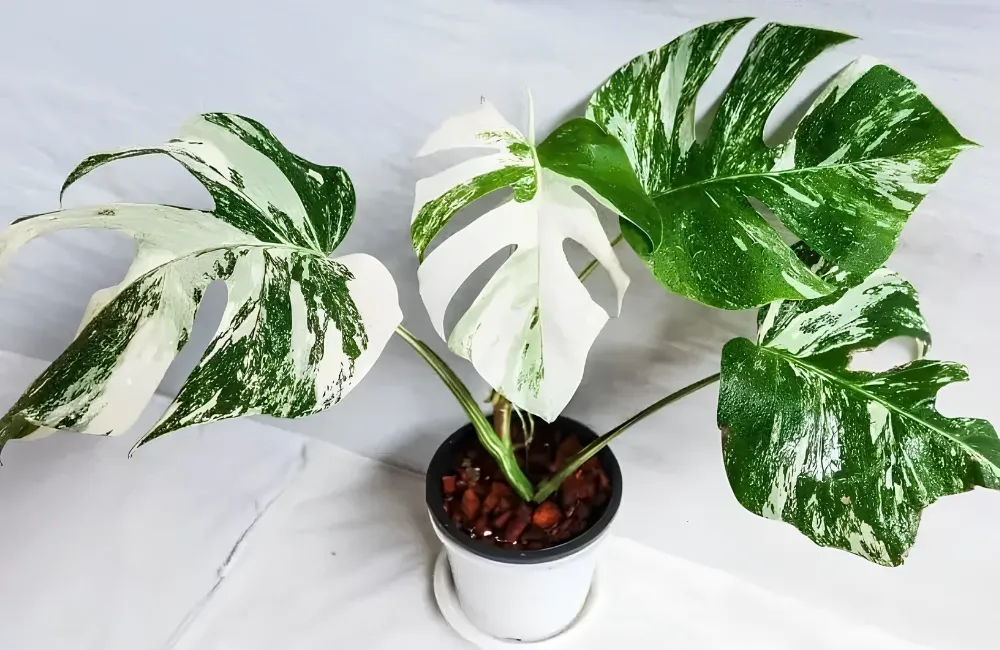 kỹ thuật trồng Monstera Borsigiana Albo cấy mô