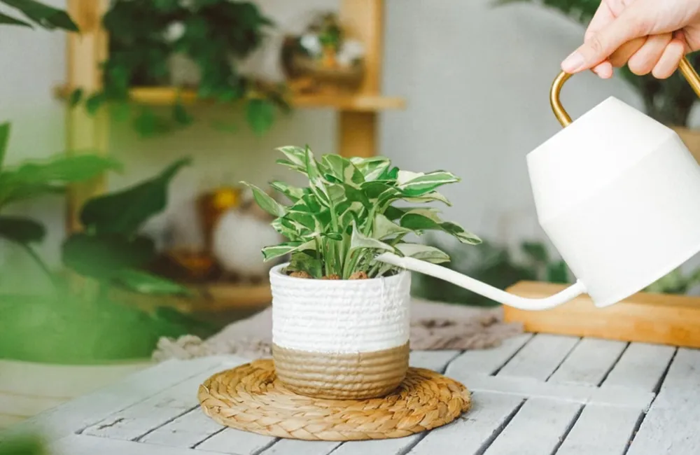 kỹ thuật trồng Monstera Borsigiana Albo cấy mô