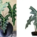 Kỹ thuật trồng Alocasia Nobilis cấy mô giúp cây nhanh ra lá