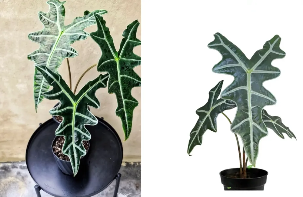 Kỹ thuật trồng Alocasia Nobilis cấy mô 