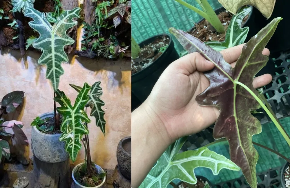Kỹ thuật trồng Alocasia Nobilis cấy mô
