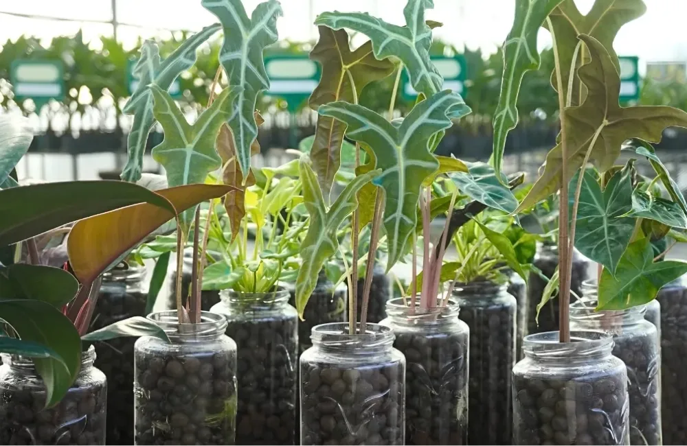 Kỹ thuật trồng Alocasia Nobilis cấy mô