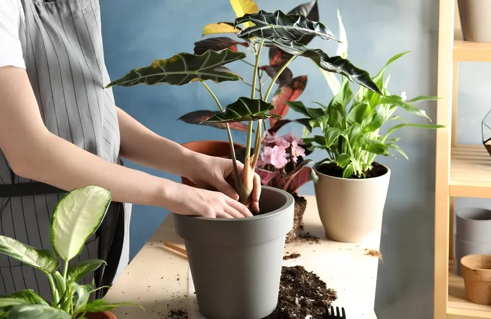 Kỹ thuật trồng Alocasia Nobilis cấy mô