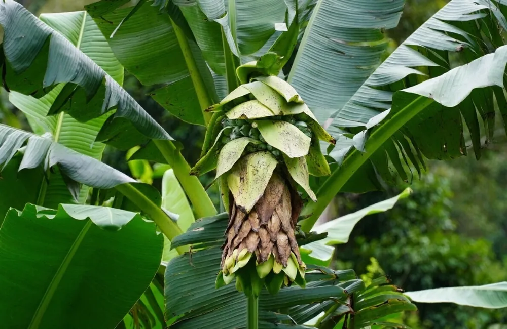Kỹ thuật trồng chuối Mồ Côi 