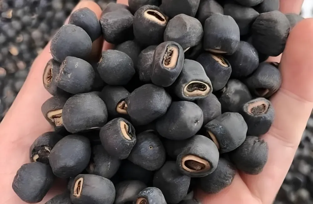 Kỹ thuật trồng chuối Mồ Côi