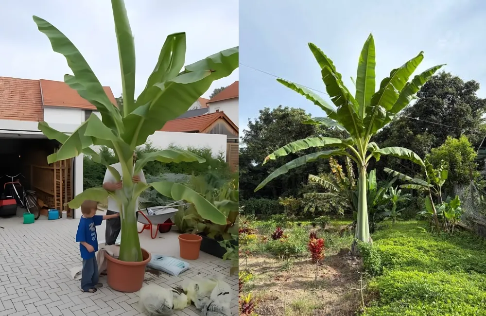 Kỹ thuật trồng chuối Mồ Côi