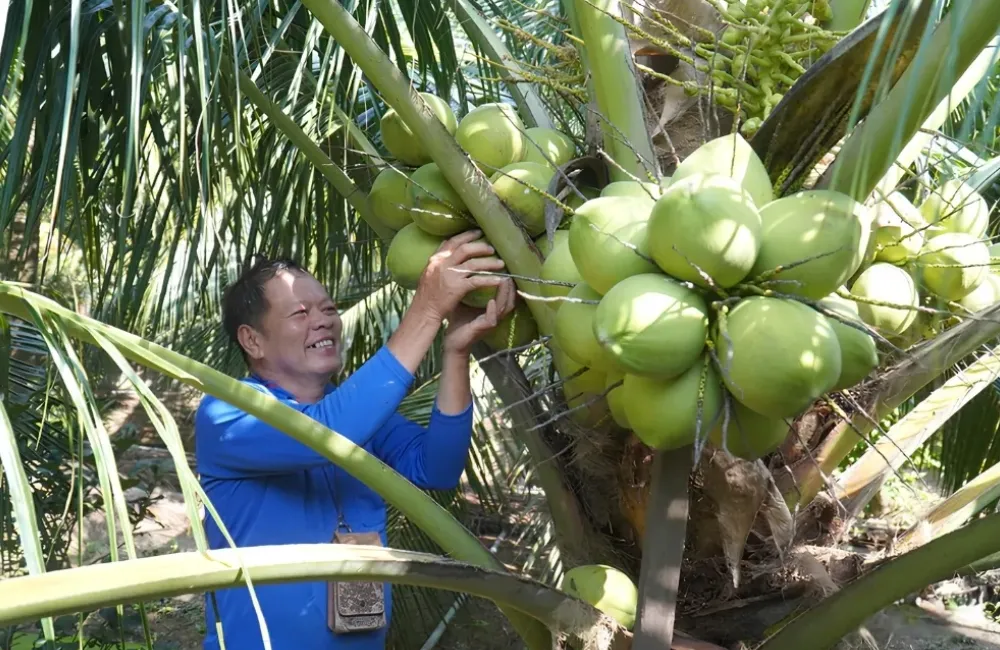 Kỹ thuật trồng dừa Lai PB121