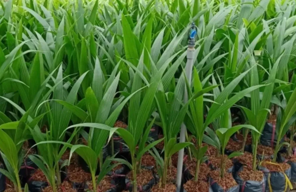 Kỹ thuật trồng dừa Lai PB121