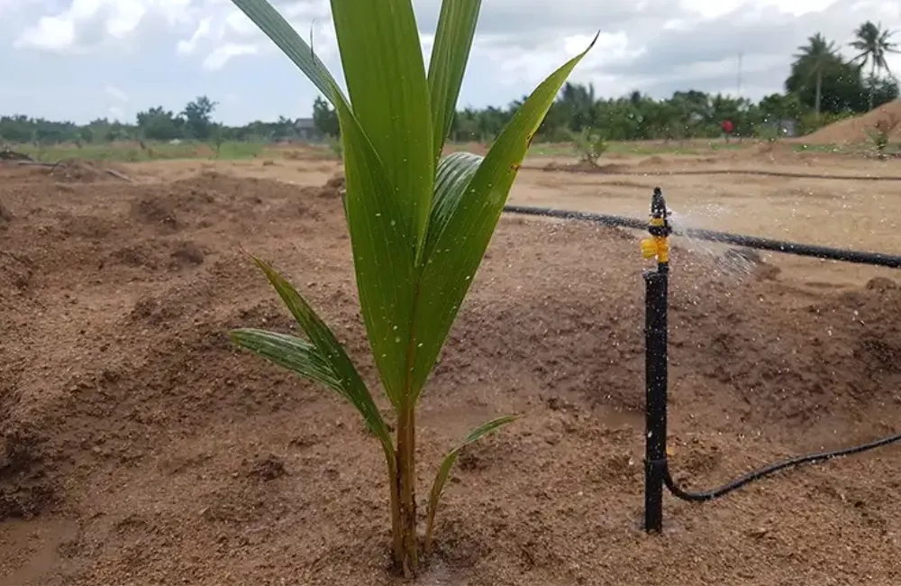 Kỹ thuật trồng dừa Lai PB121