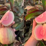 Kỹ thuật trồng Ổi Kim Cương Đốm đúng cách, phát triển tốt