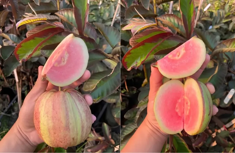 Kỹ thuật trồng Ổi Kim Cương Đốm
