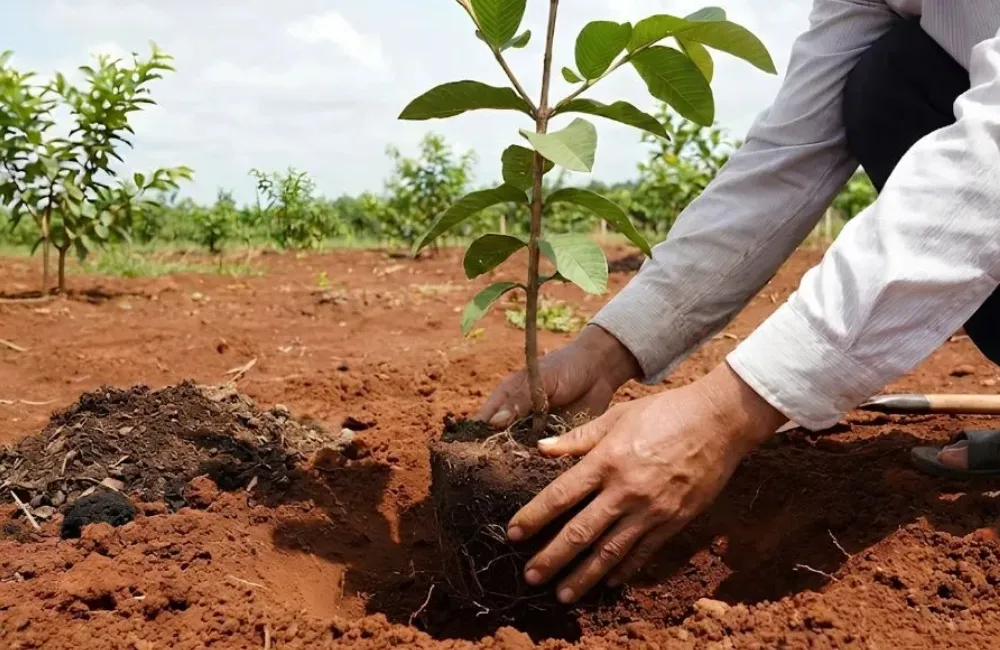 Kỹ thuật trồng Ổi Kim Cương Đốm