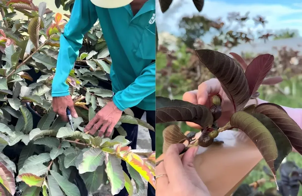 Kỹ thuật trồng Ổi Kim Cương Đốm