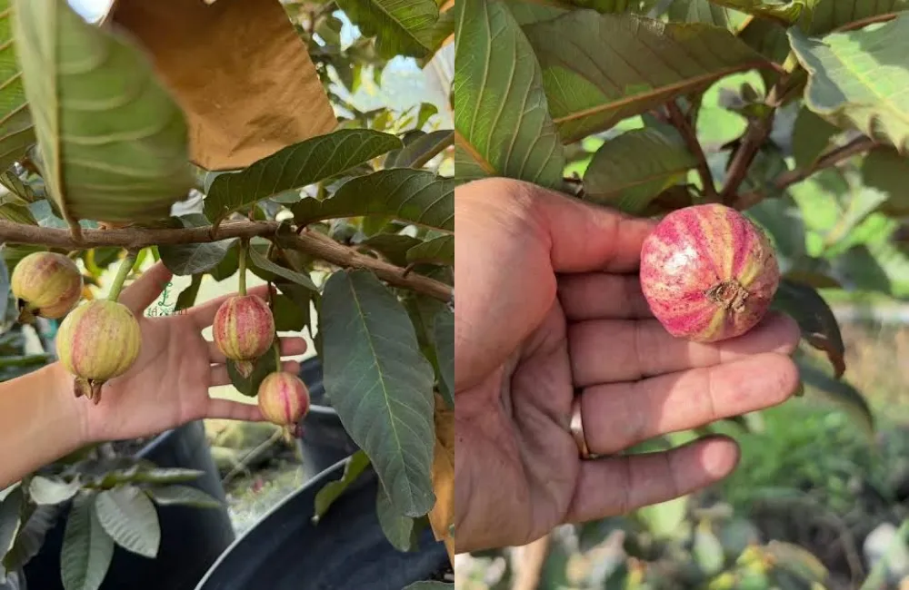 Kỹ thuật trồng Ổi Kim Cương Đốm