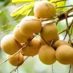 Kỹ thuật trồng Thanh Nhãn đúng cách, cây khỏe