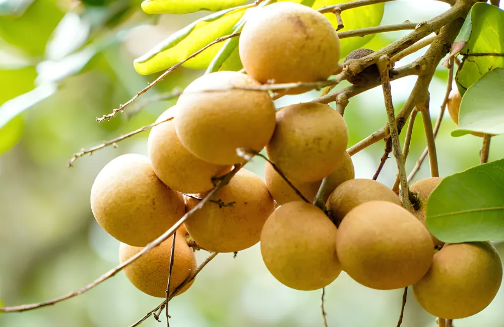Kỹ thuật trồng Thanh Nhãn