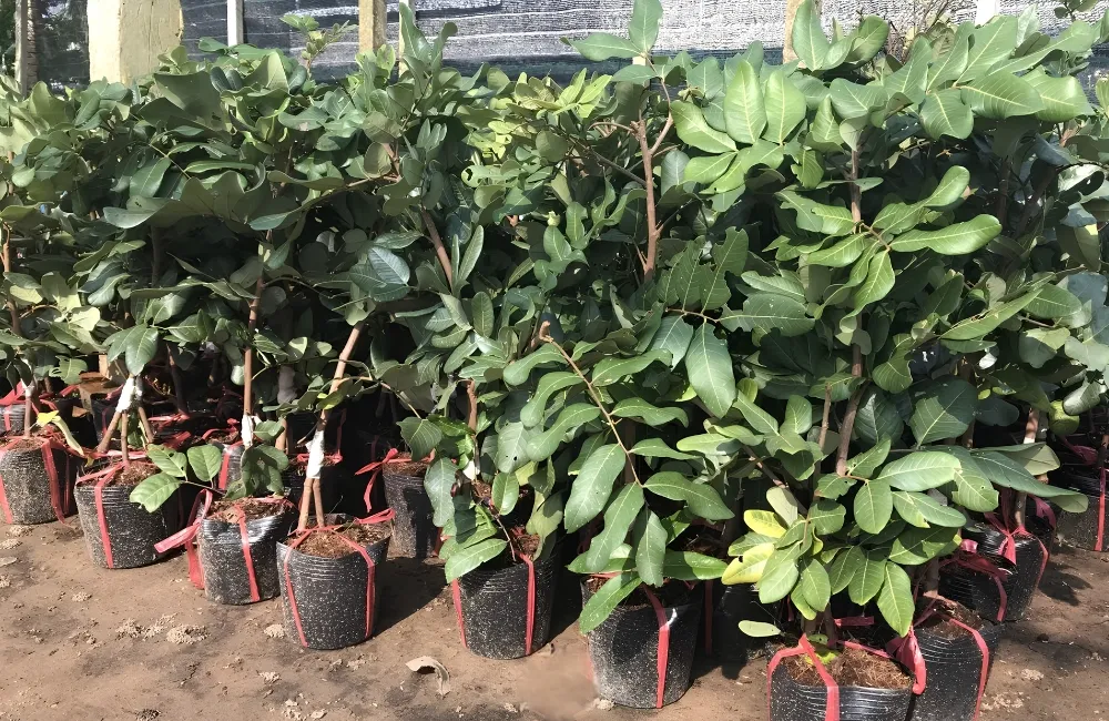 Kỹ thuật trồng Thanh Nhãn