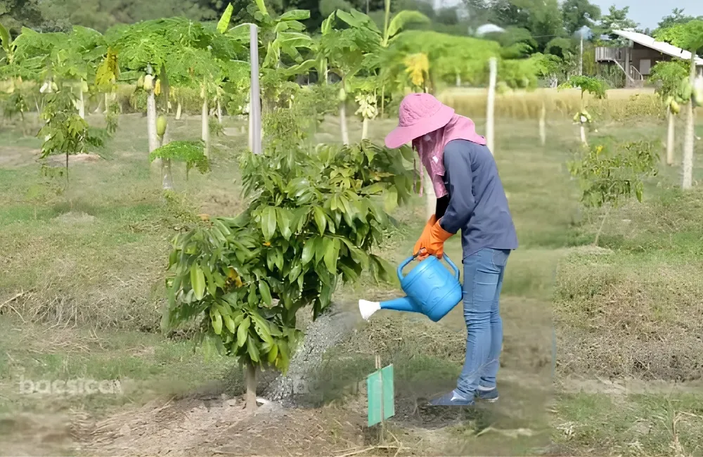 Kỹ thuật trồng Thanh Nhãn