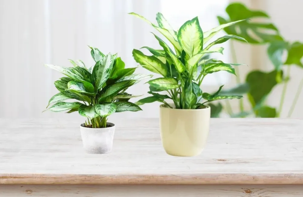 Kỹ thuật trồng Vạn Lộc Xanh cấy mô
