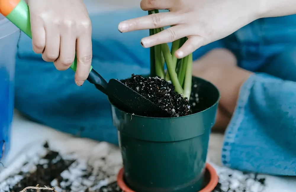 Kỹ thuật trồng Vạn Lộc Xanh cấy mô
