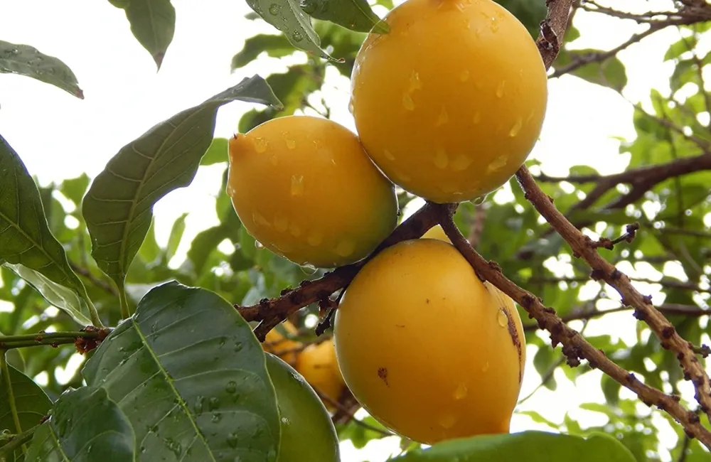Kỹ thuật trồng Vú sữa Hoàng Kim