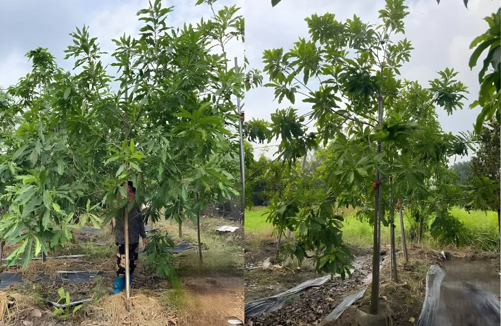 Kỹ thuật trồng Vú sữa Hoàng Kim