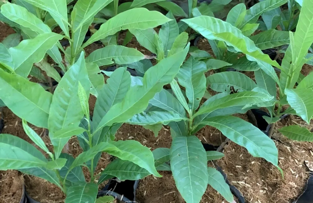 Kỹ thuật trồng Vú sữa Hoàng Kim