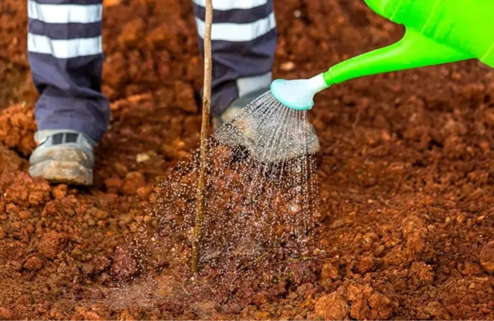 Kỹ thuật trồng Vú sữa Hoàng Kim