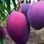 Kỹ thuật trồng xoài Ngọc Vân chi tiết cho nhà vườn