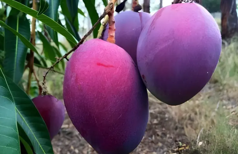 Kỹ thuật trồng xoài Ngọc Vân chi tiết cho nhà vườn