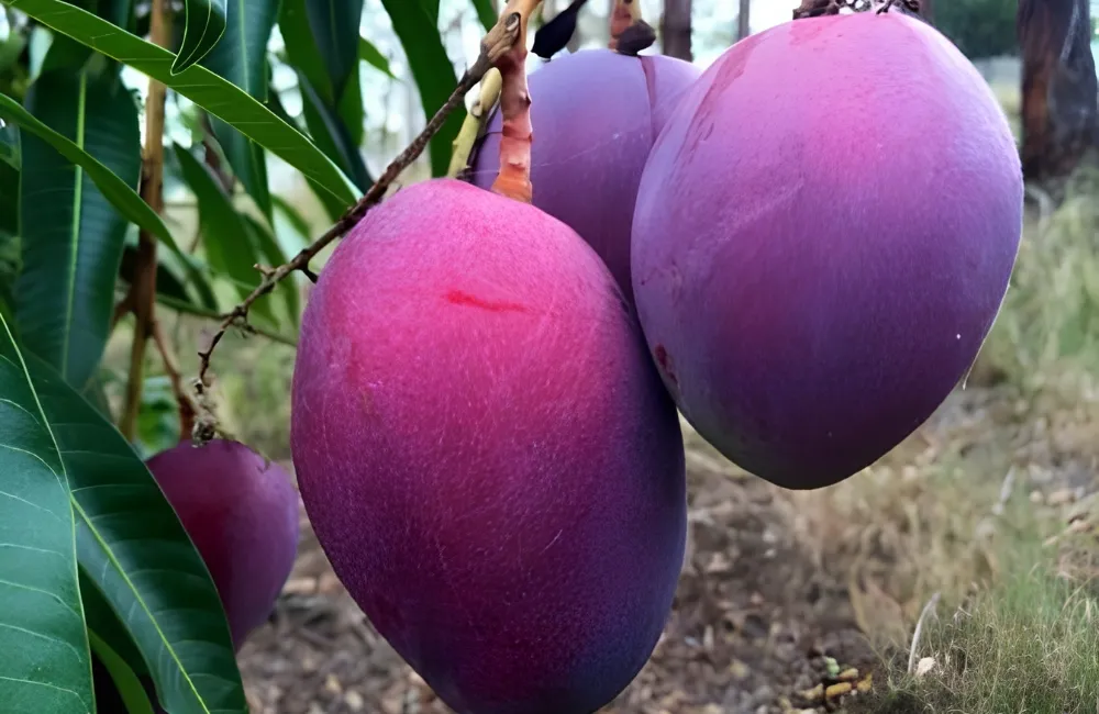 Kỹ thuật trồng xoài Ngọc Vân
