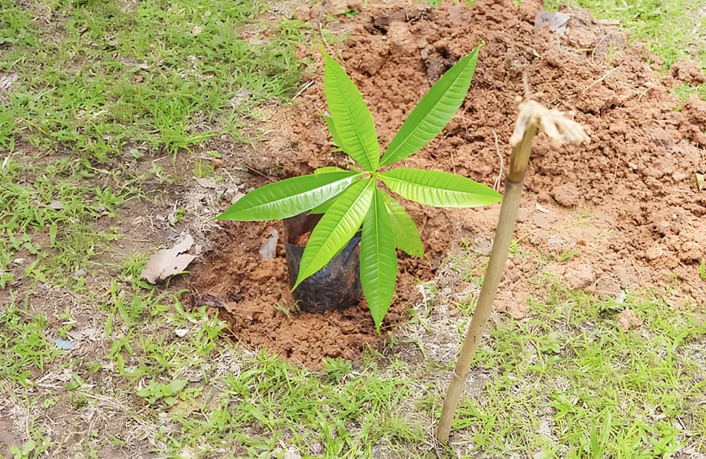 Kỹ thuật trồng xoài Ngọc Vân