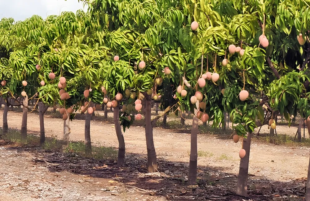 Kỹ thuật trồng xoài Ngọc Vân
