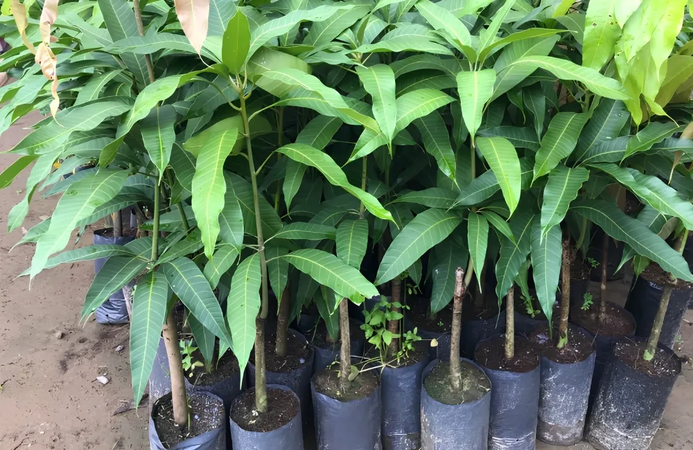 Kỹ thuật trồng xoài Ngọc Vân
