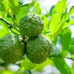 Mua cây Chanh Trúc giống tốt ở đâu và những điều cần biết