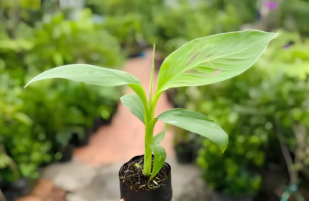 Mua cây giống chuối Tá Quạ cấy mô
