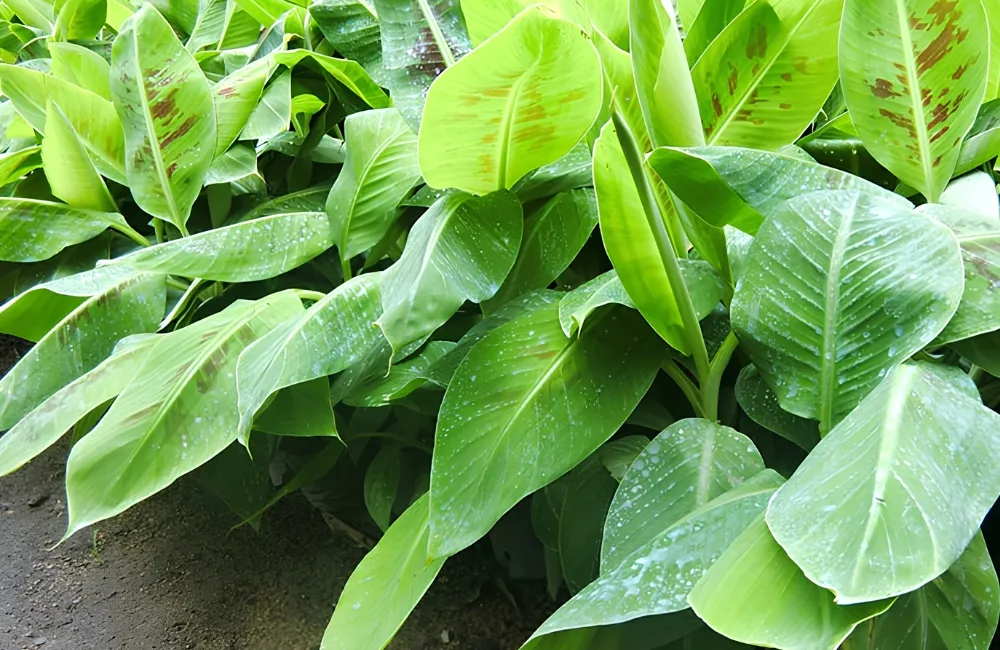 Mua cây giống chuối Tá Quạ cấy mô