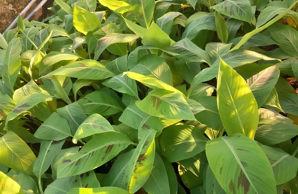 Mua cây giống chuối Tá Quạ cấy mô