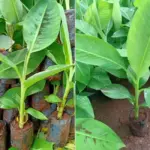 Mua cây giống chuối Tá Quạ cấy mô ở đâu uy tín và kinh nghiệm chọn cây giống