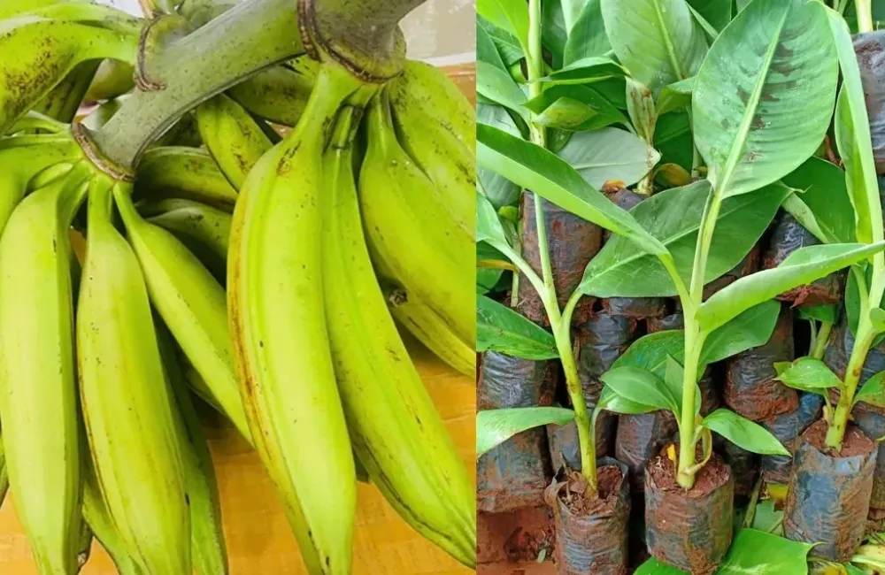 Mua cây giống chuối Tá Quạ cấy mô