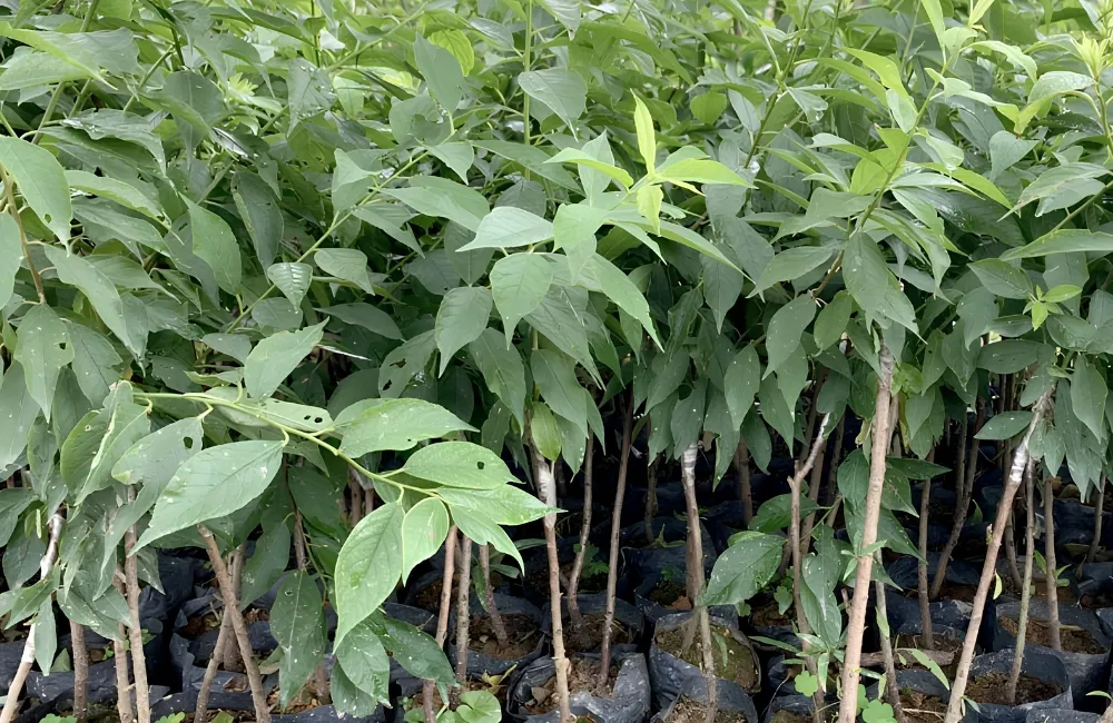 Mua cây giống Mận Tam Hoa