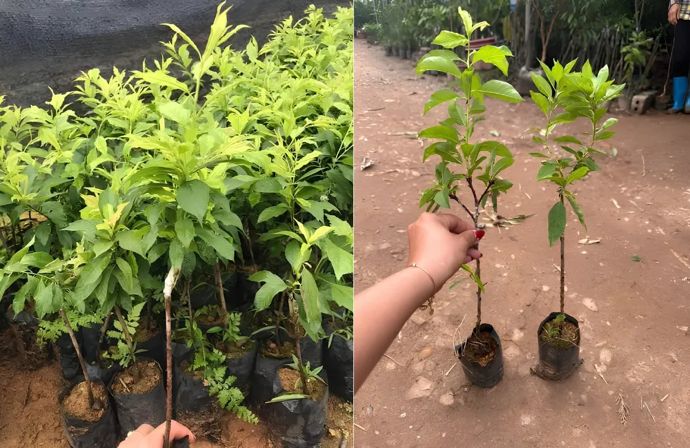 Mua cây giống Mận Tam Hoa