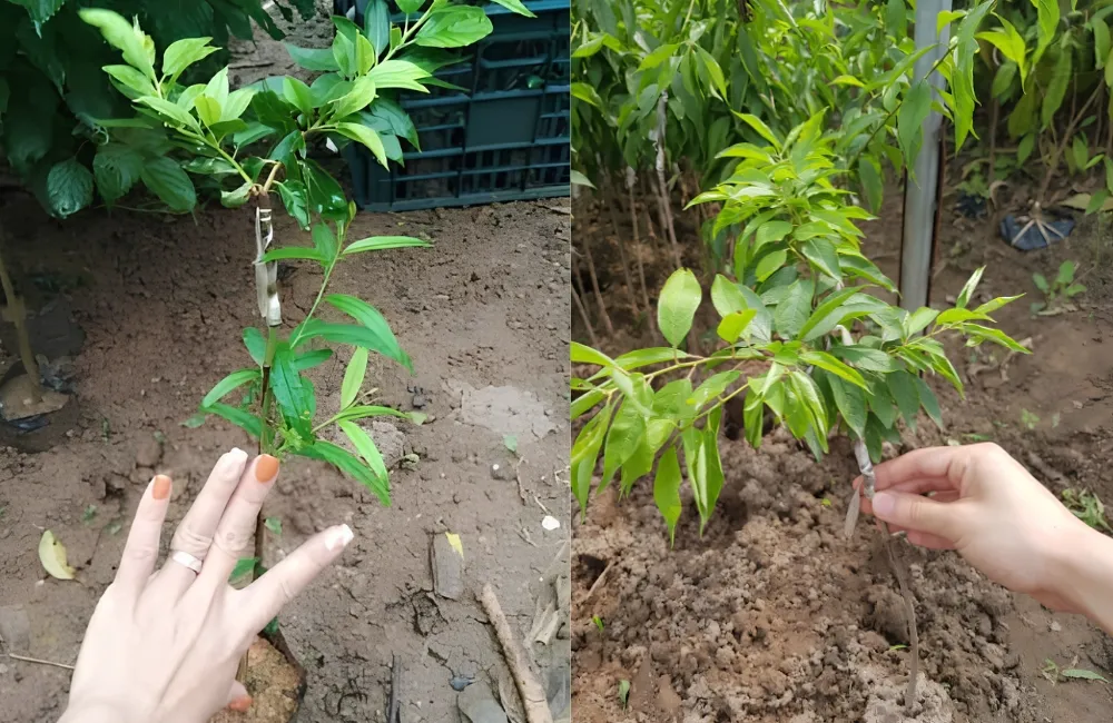 Mua cây giống Mận Tam Hoa