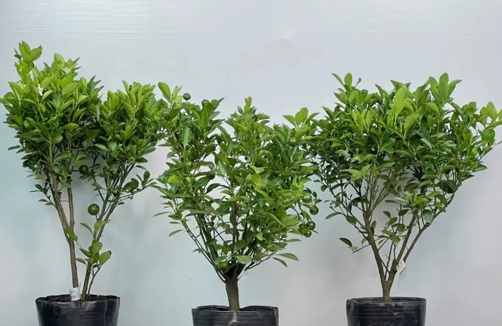 Mua cây giống Tắc Bánh Xe