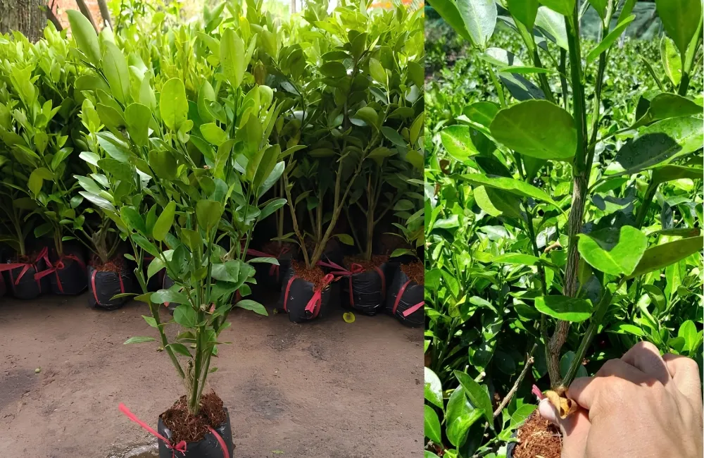 Mua cây giống Tắc Bánh Xe