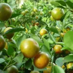 Mua cây giống Tắc Bánh Xe ở đâu uy tín, chất lượng?