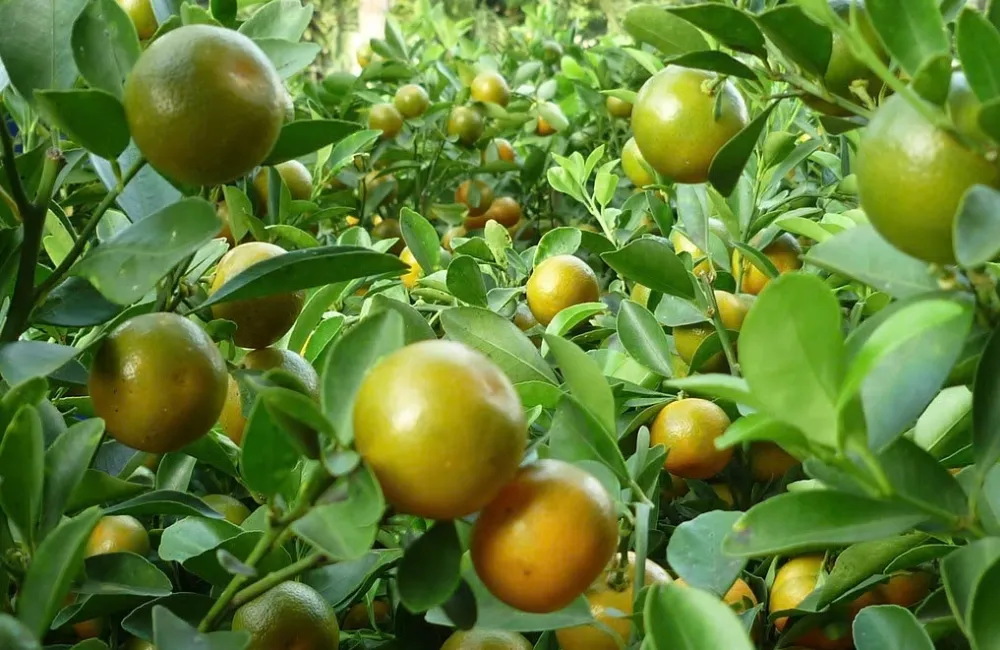 Mua cây giống Tắc Bánh Xe