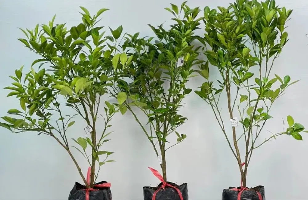 Mua cây giống Tắc Bánh Xe