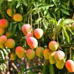 Mua cây giống Xoài Alphonso - Cách chọn cây chuẩn giống
